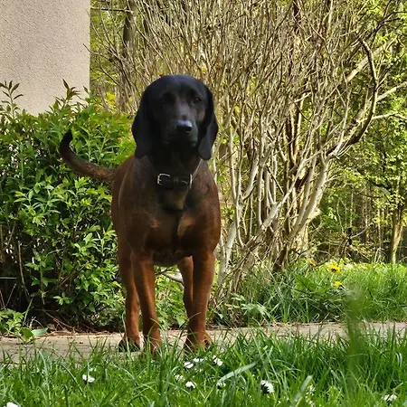 Feriehus Ferienhaus-sternchen-2-am-schwarzer-see